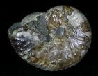 Discoscaphites Ammonite - South Dakota #22694-1